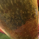 Caramujo Minuman