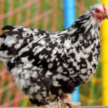 Reserva Pekin Boisson