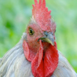 Reserva Pekin Boisson