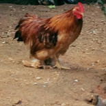 Reserva Pekin Extérieur