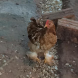 Reserva Pekin Nourriture