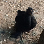 Reserva Pekin Boisson