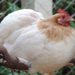 Reserva Pekin Boisson