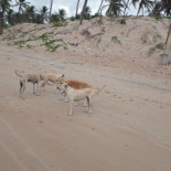Pousada E Barraca Almofala Beach Boisson