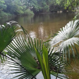 Origem Da Roça Boisson