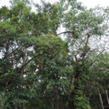 Três Cachoeiras Exterior
