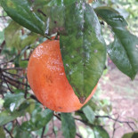 Xodó Da Serra Bebida