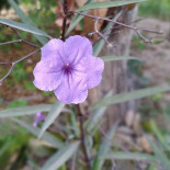 Recanto Das Flores Boisson