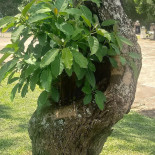 Do Ala Extérieur