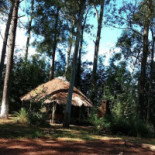 Bambu Extérieur