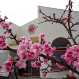 Sabores Do Oriente Exterior