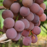 Pesque E Pague Buritis Boisson