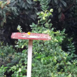 Pé Da Roça Extérieur