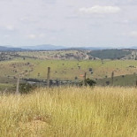 Merlo E Leão
