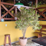 Mineirinho Extérieur