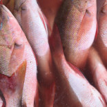 Barraca Chalés Da Boneca Boisson
