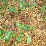 Quintais Comida