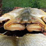 Coutinho Pesca E Nourriture