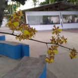 Espaço Kambuká Extérieur