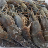 Point Do Camarão Comida