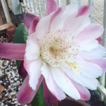 Flor De Lis Prosa E Café Getränk
