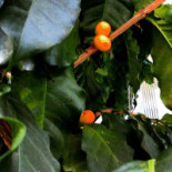 Academia Do Café Boisson