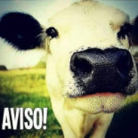 Rango Verde Boisson