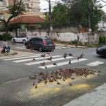 Do Pascoal Exterior