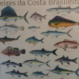 Peixe Com Sabor Bebida