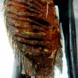 Peixe Com Sabor Comida