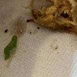 Novos Tacos Comida