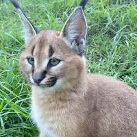 Pizza Mais Jundiaí drink