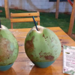 Cocoecia Boisson