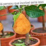Água Na Boca Comida