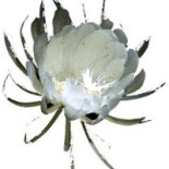 Flor Da Lua Nourriture