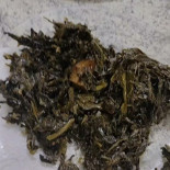 Catarina Comida