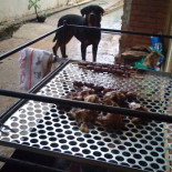 Do China Bebida