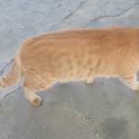 Sinuelo Bebida