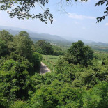 Bambu Extérieur