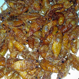Barilanches Nourriture