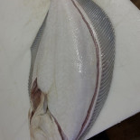 Odorico Bebida