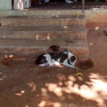 Icapuí Salgadinho Boisson