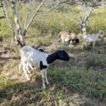 Pesqueiro E Manacá Außen