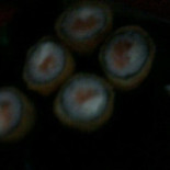 Shiitake Sushi Boisson