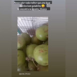 Ponto Do Coco Carte