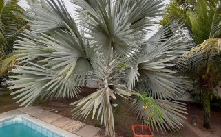 Pequeno Jardim drink