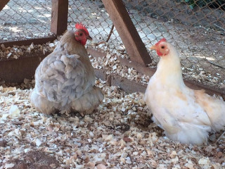 Reserva Pekin