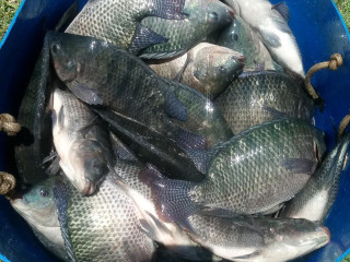 Pesqueiro Do Lourenço