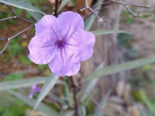 Recanto Das Flores