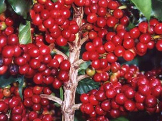 Café Com Afeto